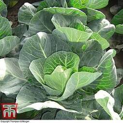 Cabbage 'Winter Jewel'