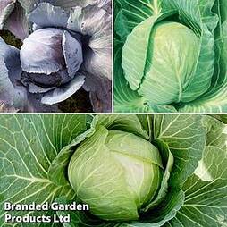 Cabbage Round Continuity Collection