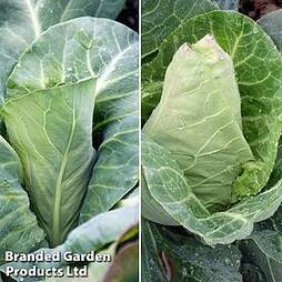Cabbage Pointed Continuity Duo