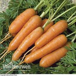 Carrot 'Amsterdam Forcing 3' (Seeds)