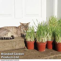Cat Grass 'Tabby Cat'