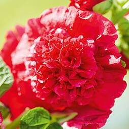 Hollyhock 'Chater's Scarlet'