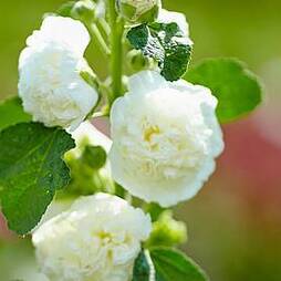 Hollyhock 'Chater's White'