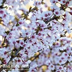 Fuji Cherry 'Kojo No Mai'