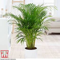 Butterfly Palm (House Plant Seeds)