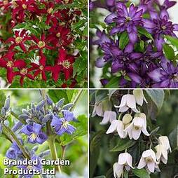 Clematis All Season Collection