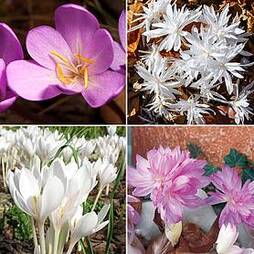 Colchicum Bulbs Collection