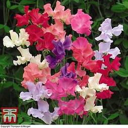 Sweet Pea 'Here Come the Girls'
