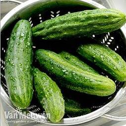 Cucumber 'Patio Snacker'