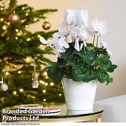 Cyclamen Winter Wonderland White - Gift