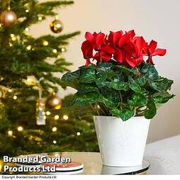 Cyclamen Christmas Wish Red - Gift