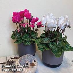 Potted Cyclamen Duo - Gift