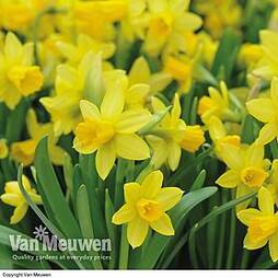 Daffodil 'T'te-'-T'te'