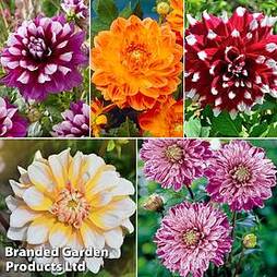 Dahlia 'Perfect Patchwork Collection'