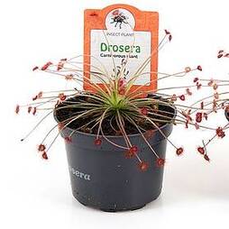Drosera paradoxa (House Plant)