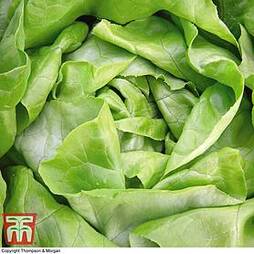 Organic Lettuce 'Sylvesta' (Butterhead)