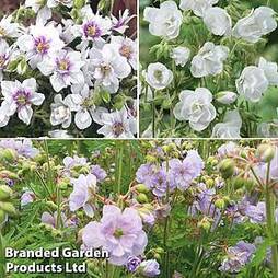 Geranium Doubles Hardy Collection