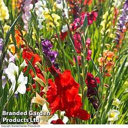 Gladiolus 'Giant Summer Collection'