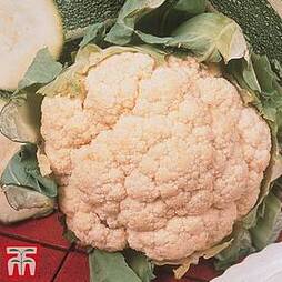 Cauliflower 'Goodman' (Summer) - Organic Seeds