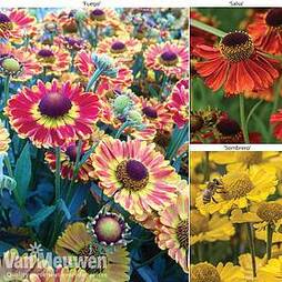 Helenium Collection
