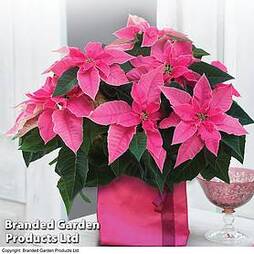 Princettia® 'Pink' - Gift