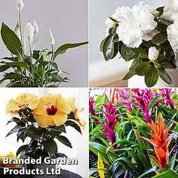 Nurserymans Choice Floral House Plant Mix (House Plant)