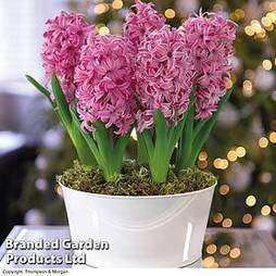 Hyacinth 'Pink Pearl' - Gift