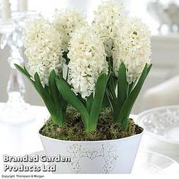 Hyacinth 'White Pearl' - Gift