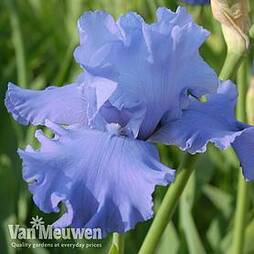 Iris 'Metolius Blues'