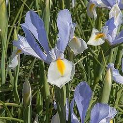 Iris 'Silvery Beauty'