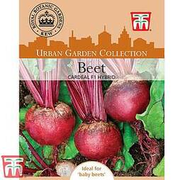 Beetroot 'Cardeal' F1 Hybrid (Globe) - Kew Collection Seeds
