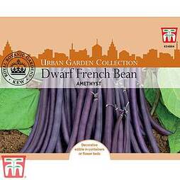 Dwarf Bean 'Amethyst' - Kew Collection Seeds