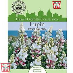 Lupin 'Dwarf Fairy Pink' - Kew Collection Seeds