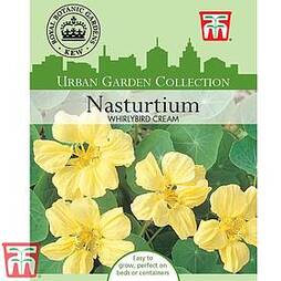 Nasturtium 'Whirlybird Cream' - Kew Collection Seeds