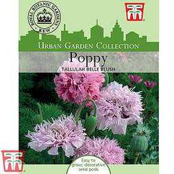Poppy 'Tallulah Belle Blush' - Kew Collection Seeds