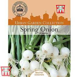 Spring Onion 'Pompeii'- Kew Collection Seeds