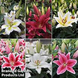 Lily 'Oriental Giant Flowering Collection'