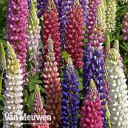 Lupin Mixed Colours