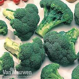 Broccoli 'Marathon' (Calabrese)