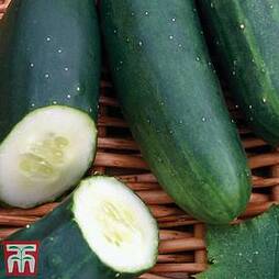 Organic Cucumber 'Marketmore'