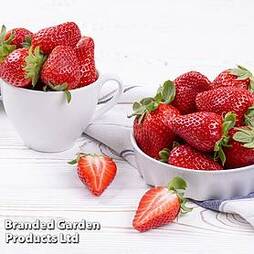 Strawberry 'Marshmello' (Mid Season)