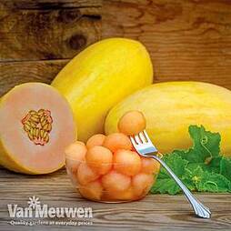 Melon 'Mangomel'