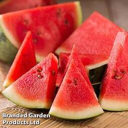 Watermelon 'Ingrid' (Grafted)