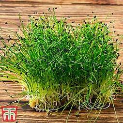 Microgreens Chives 'Garlic'
