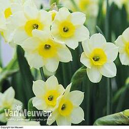 Daffodil 'Minnow'