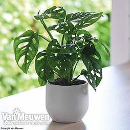 Monstera 'Monkey Leaf' (House Plant)