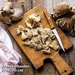 Mushroom Windowsill Kit - Oyster