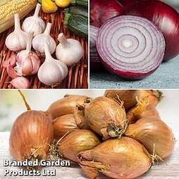 Bumper Onion/Shallot/Garlic Spring Planting Trio