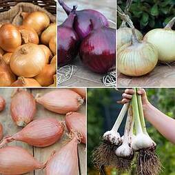 Bumper Autumn Planting Onion/Garlic/Shallot