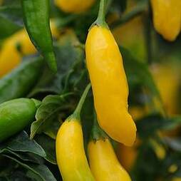 Chilli Pepper 'Hot Lemon'